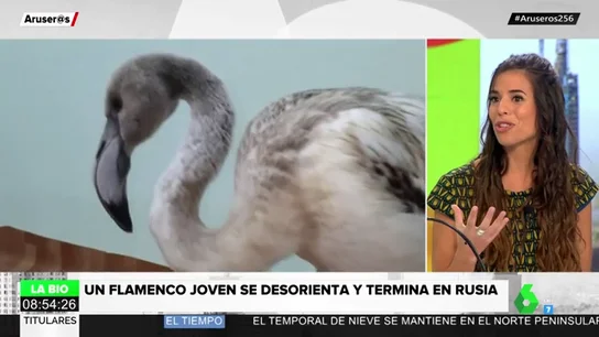 flamenco flamenco