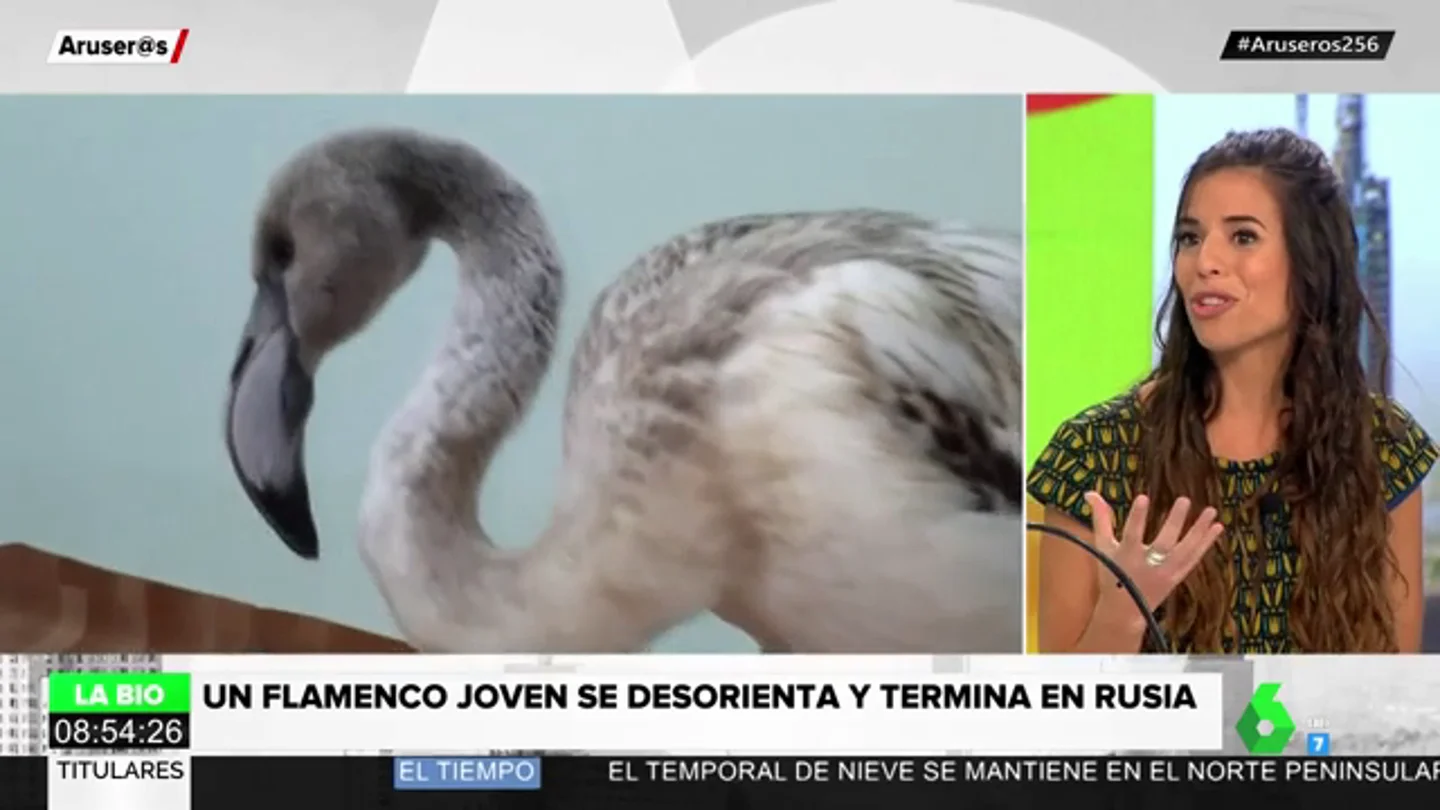 flamenco flamenco