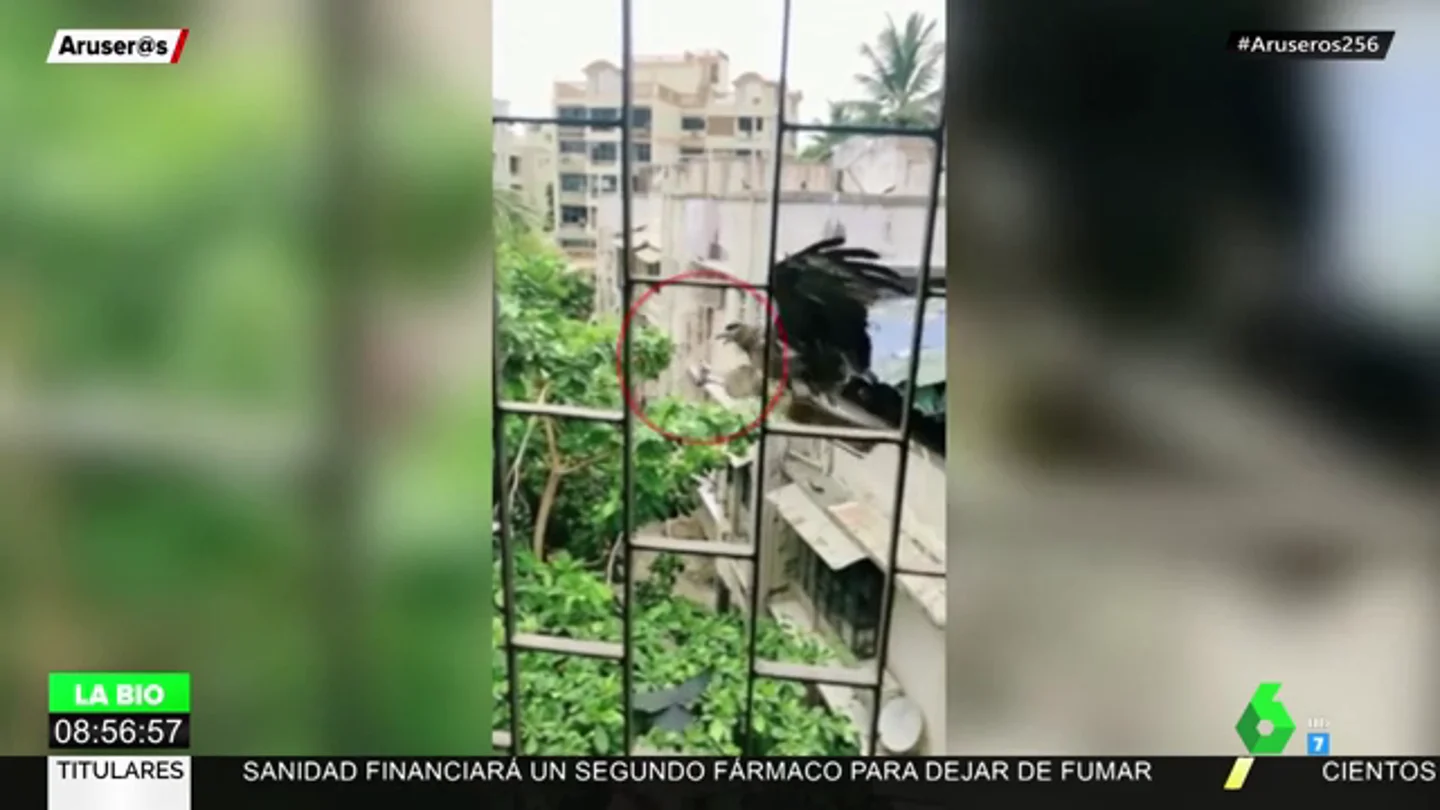 ¿Por qué nunca se debe alimentar a animales salvajes? ¿Por qué nunca se debe alimentar a animales salvajes?