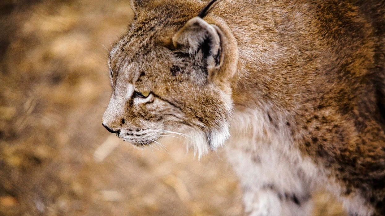 Lince Ibérico