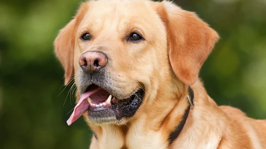 Imagen de archivo de un labrador Imagen de archivo de un labrador