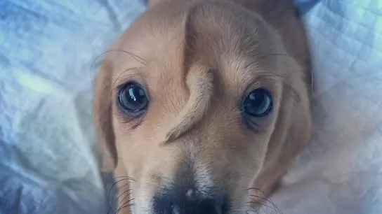 Narwhal, el "perro unicornio". Narwhal, el "perro unicornio".