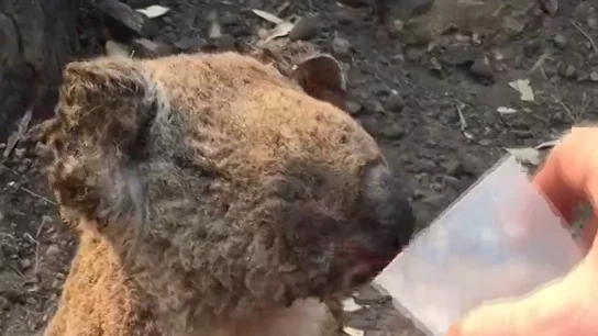 Imagen de un koala quemado bebiendo agua tras los incendios de Australia Imagen de un koala quemado bebiendo agua tras los incendios de Australia