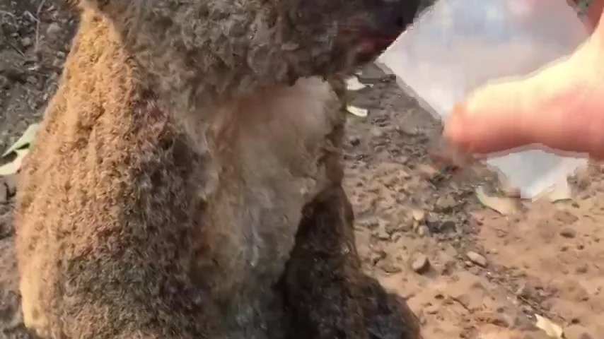 Imagen de un koala quemado bebiendo agua tras los incendios de Australia