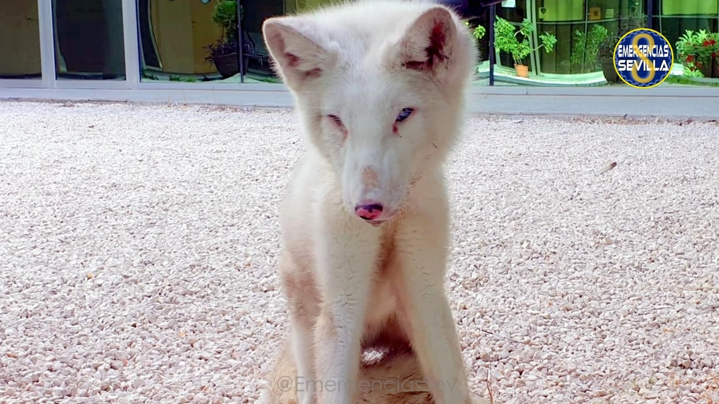 Zorrro ártico encontrado en Sevilla Zorrro ártico encontrado en Sevilla