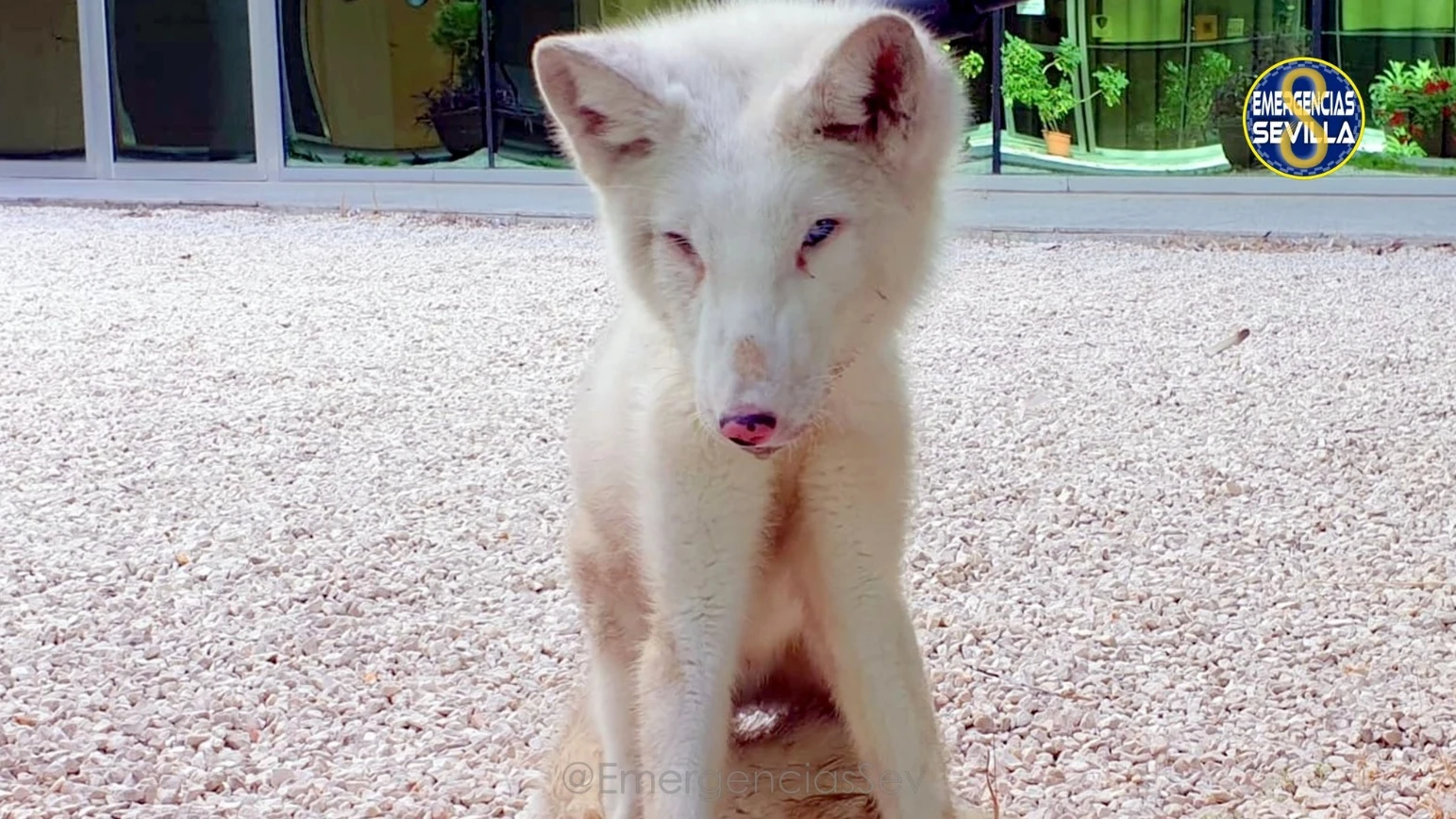 Zorrro ártico encontrado en Sevilla