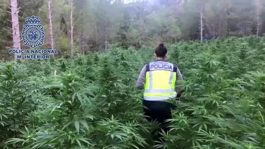 La Policía desmantela la mayor plantación de marihuana La Policía desmantela la mayor plantación de marihuana