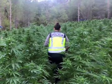 La Policía desmantela la mayor plantación de marihuana La Policía desmantela la mayor plantación de marihuana