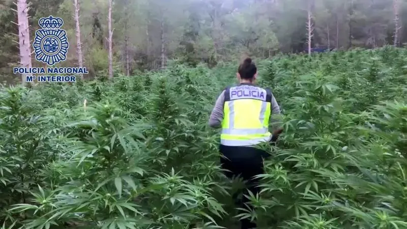 La Policía desmantela la mayor plantación de marihuana 