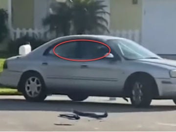 ¡Peligro al volante! El único perro del mundo capaz de conducir una hora ¡Peligro al volante! El único perro del mundo capaz de conducir una hora