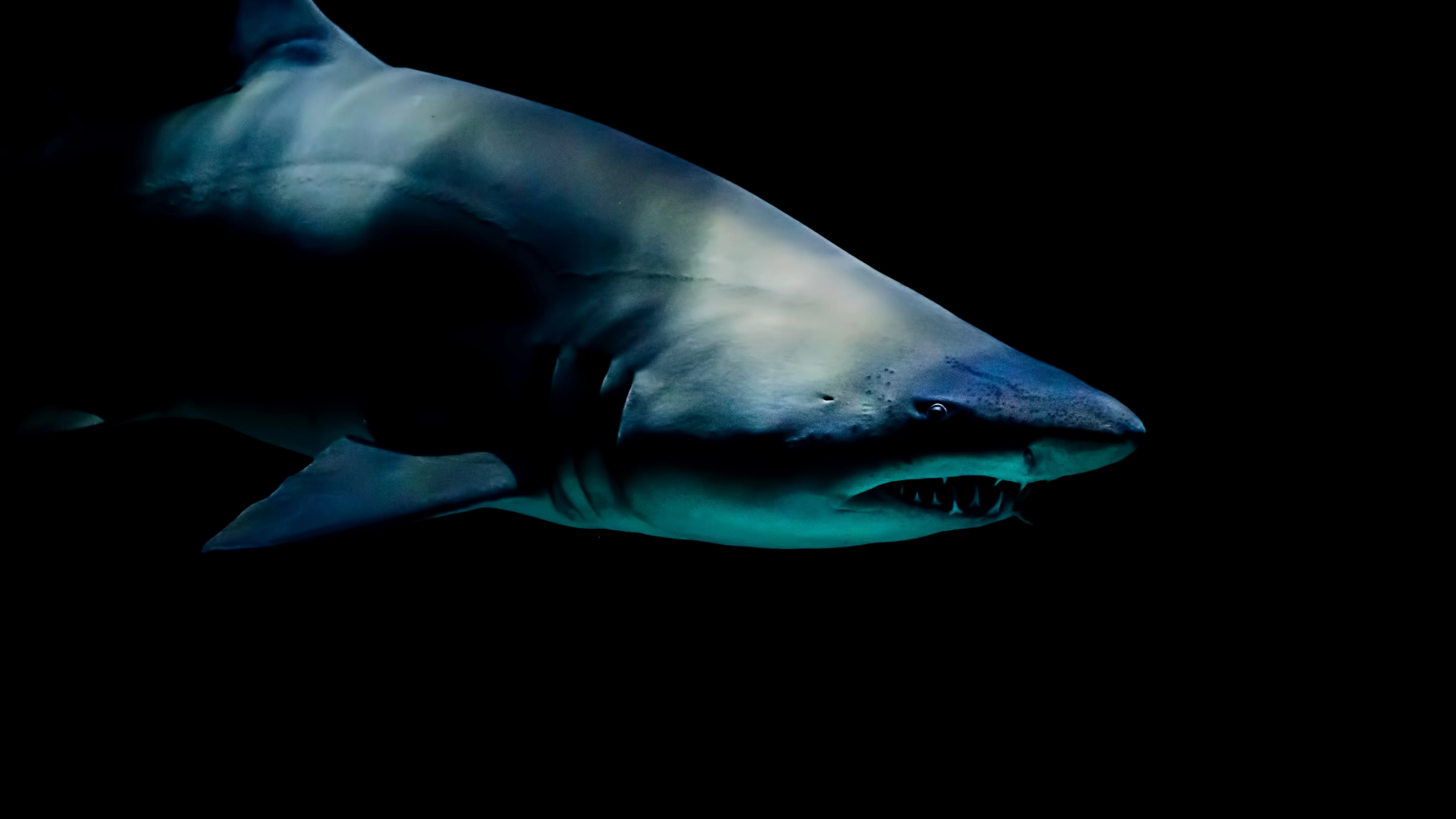 Un tiburón del Aquarium Pyramid en Moody Gardens