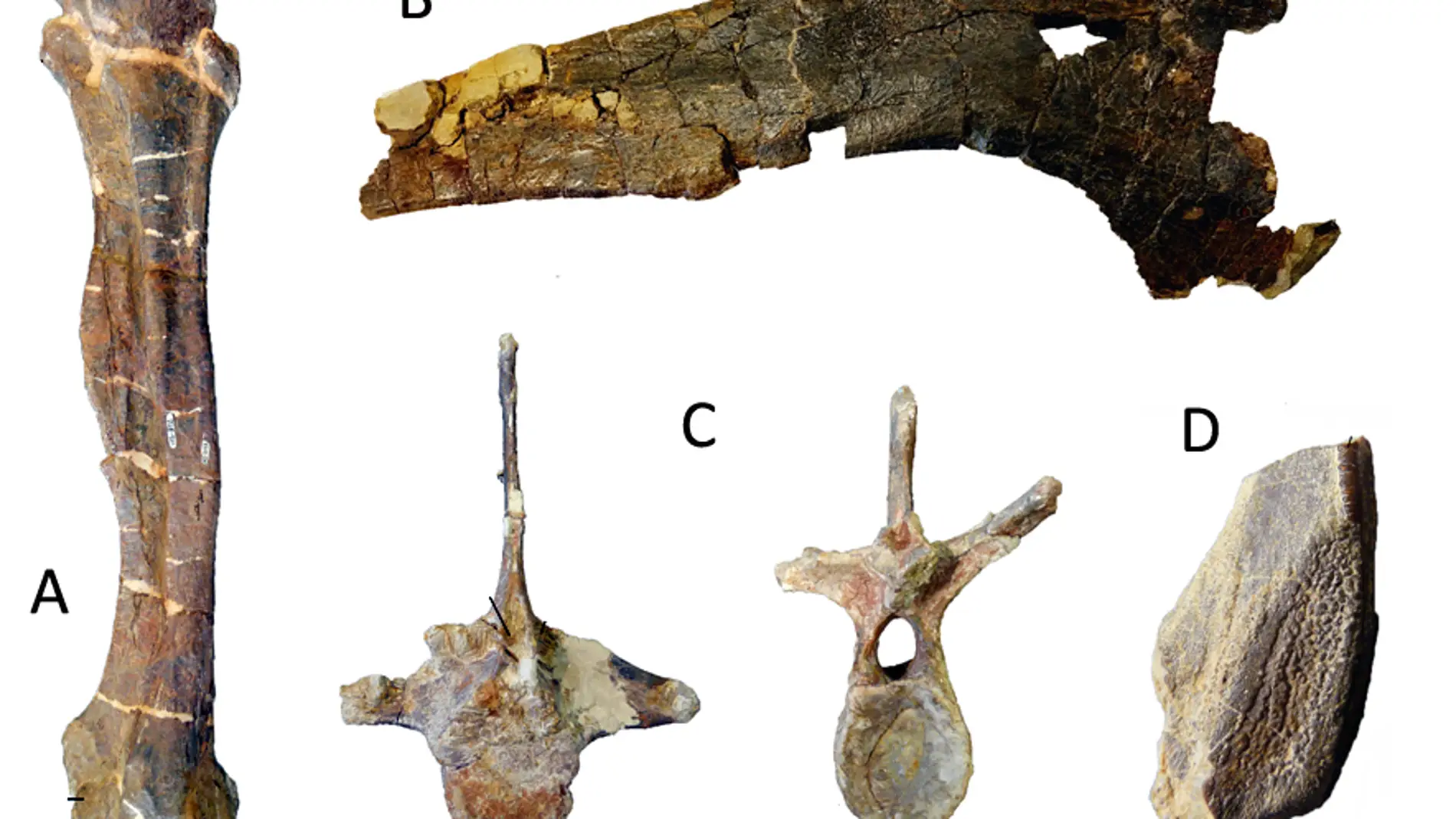 El primer dinosaurio lambeosaurino de Europa vivio en los actuales Pirineos