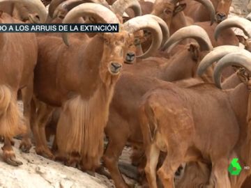 Los arruís, la especie africana que está salvándose de su extinción en los montes de Almería Los arruís, la especie africana que está salvándose de su extinción en los montes de Almería