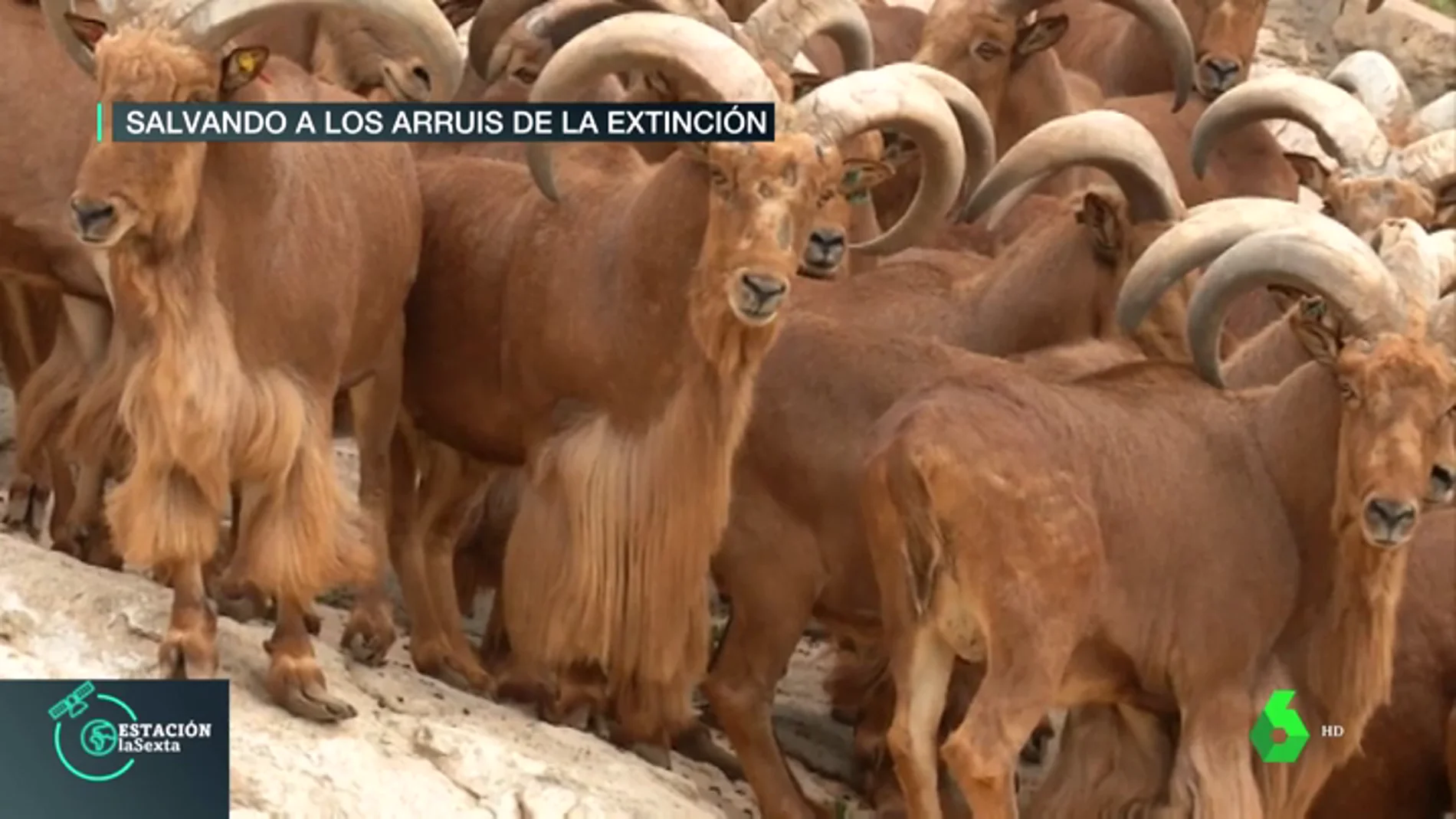 Los arruís, la especie africana que está salvándose de su extinción en los montes de Almería