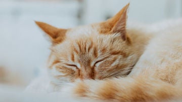 Gato
