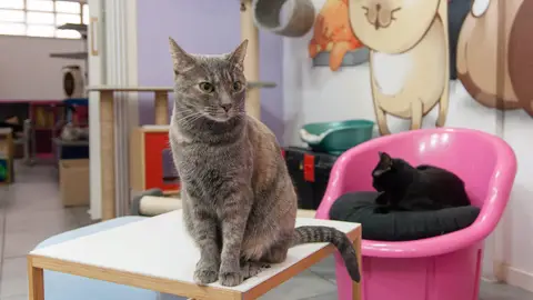 Gato Gato