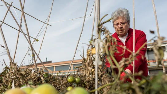 Una mujer retira las malas hierbas en la huerta de 'Trabensol' Emergencia climática