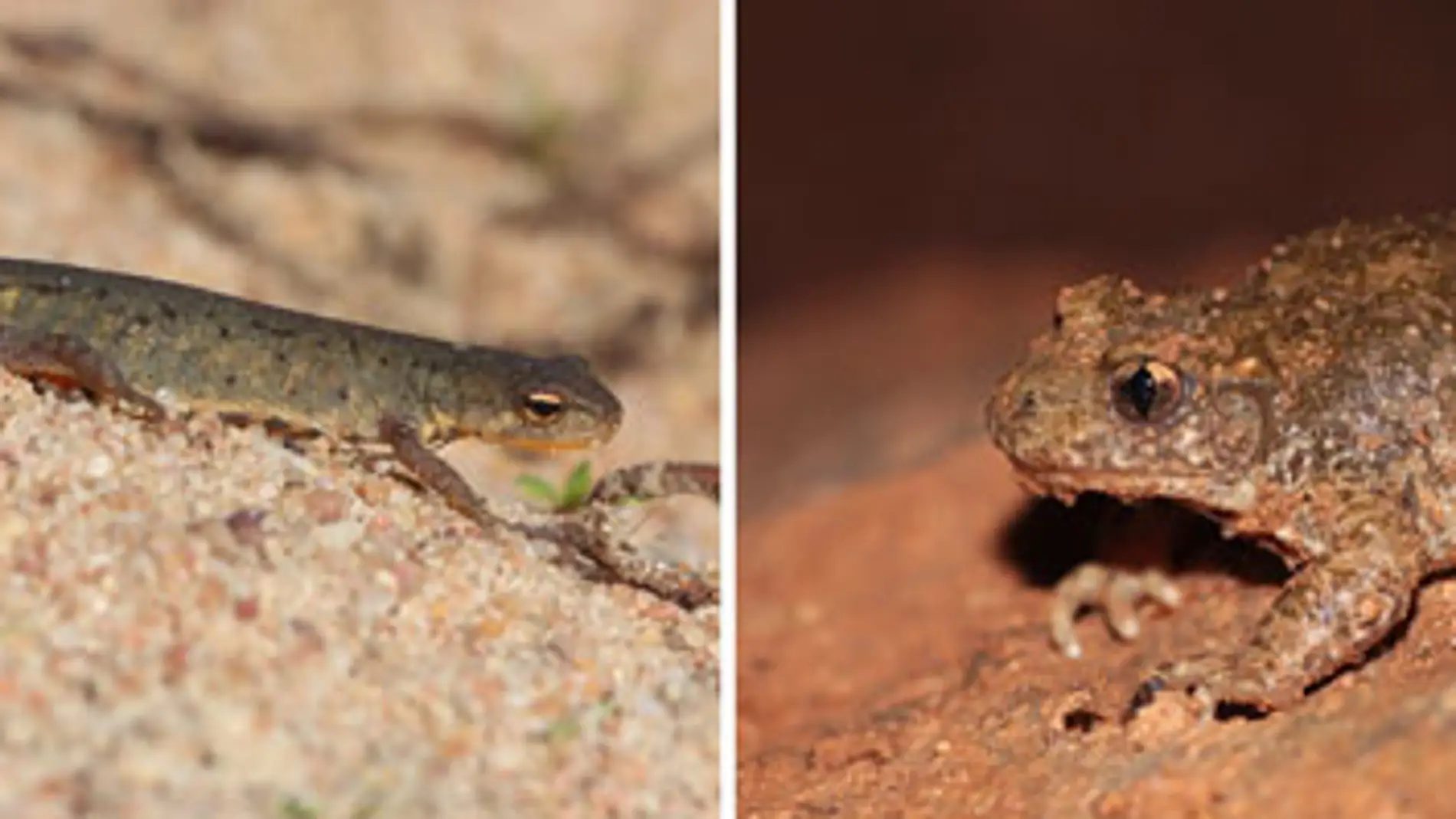 Descubren dos nuevas especies de anfibios de la peninsula iberica