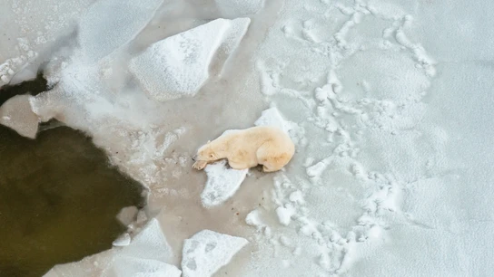 Vista aérea de un oso polar cerca de Churchill, al norte de Canadá Vista aérea de un oso polar cerca de Churchill, al norte de Canadá