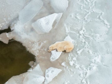 Vista aérea de un oso polar cerca de Churchill, al norte de Canadá Vista aérea de un oso polar cerca de Churchill, al norte de Canadá
