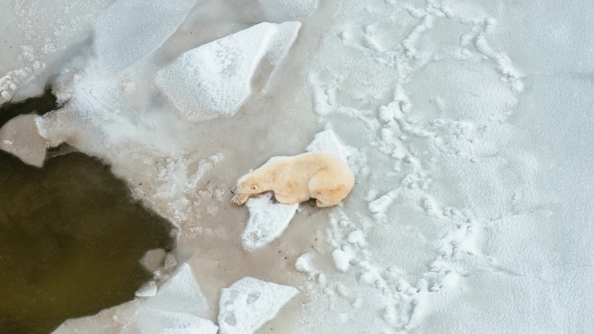 Vista aérea de un oso polar cerca de Churchill, al norte de Canadá