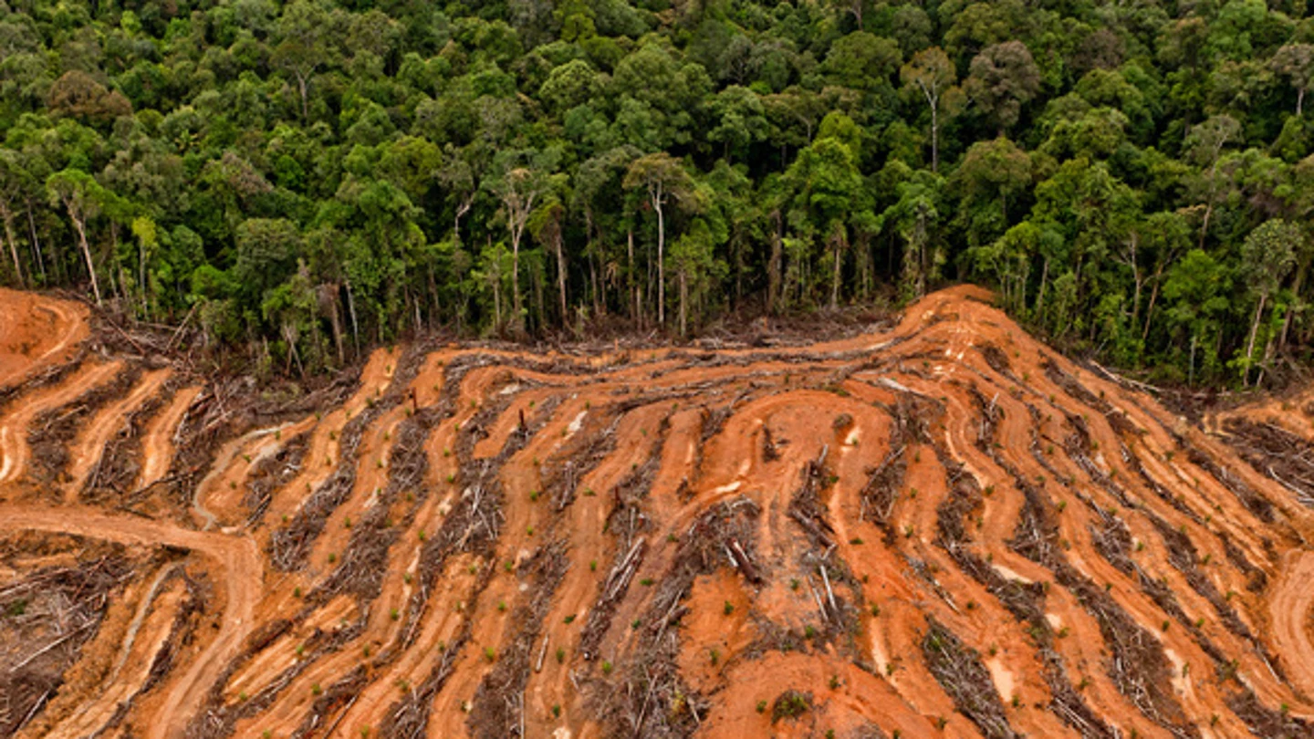 Masiva tala de árboles en la selva de Indonesia producir aceite de palma Emergencia climática