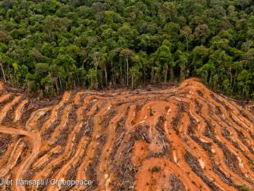 Masiva tala de árboles en la selva de Indonesia producir aceite de palma Masiva tala de árboles en la selva de Indonesia producir aceite de palma