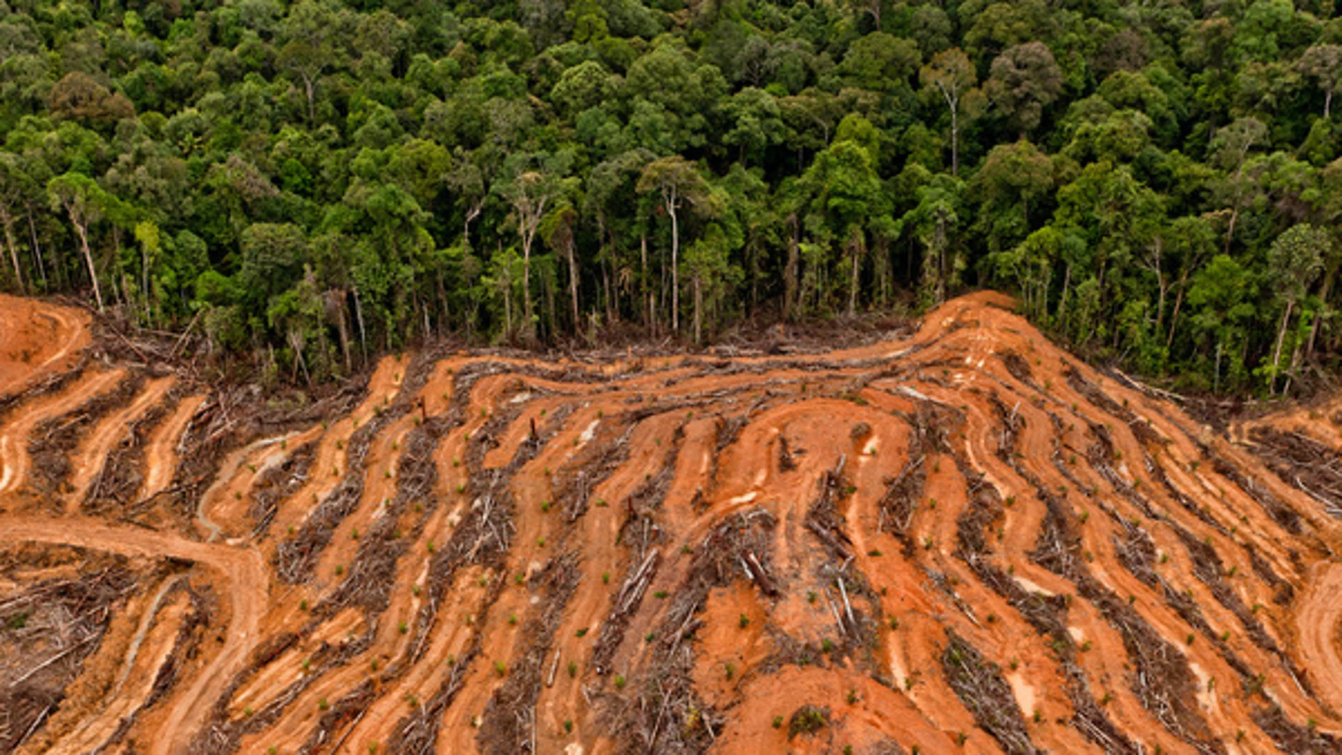 Masiva tala de árboles en la selva de Indonesia producir aceite de palma