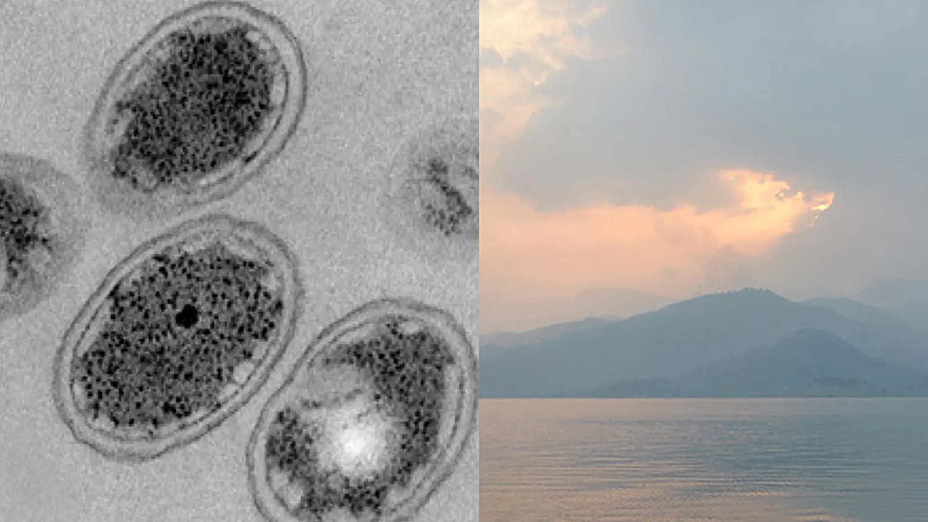 Bacterias primitivas favorecieron las condiciones para la vida en la Tierra