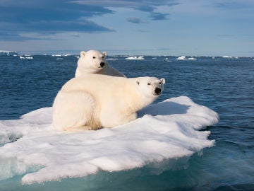 El oso polar ya está sufriendo el impacto medioambiental en su hábitat El oso polar ya está sufriendo el impacto medioambiental en su hábitat