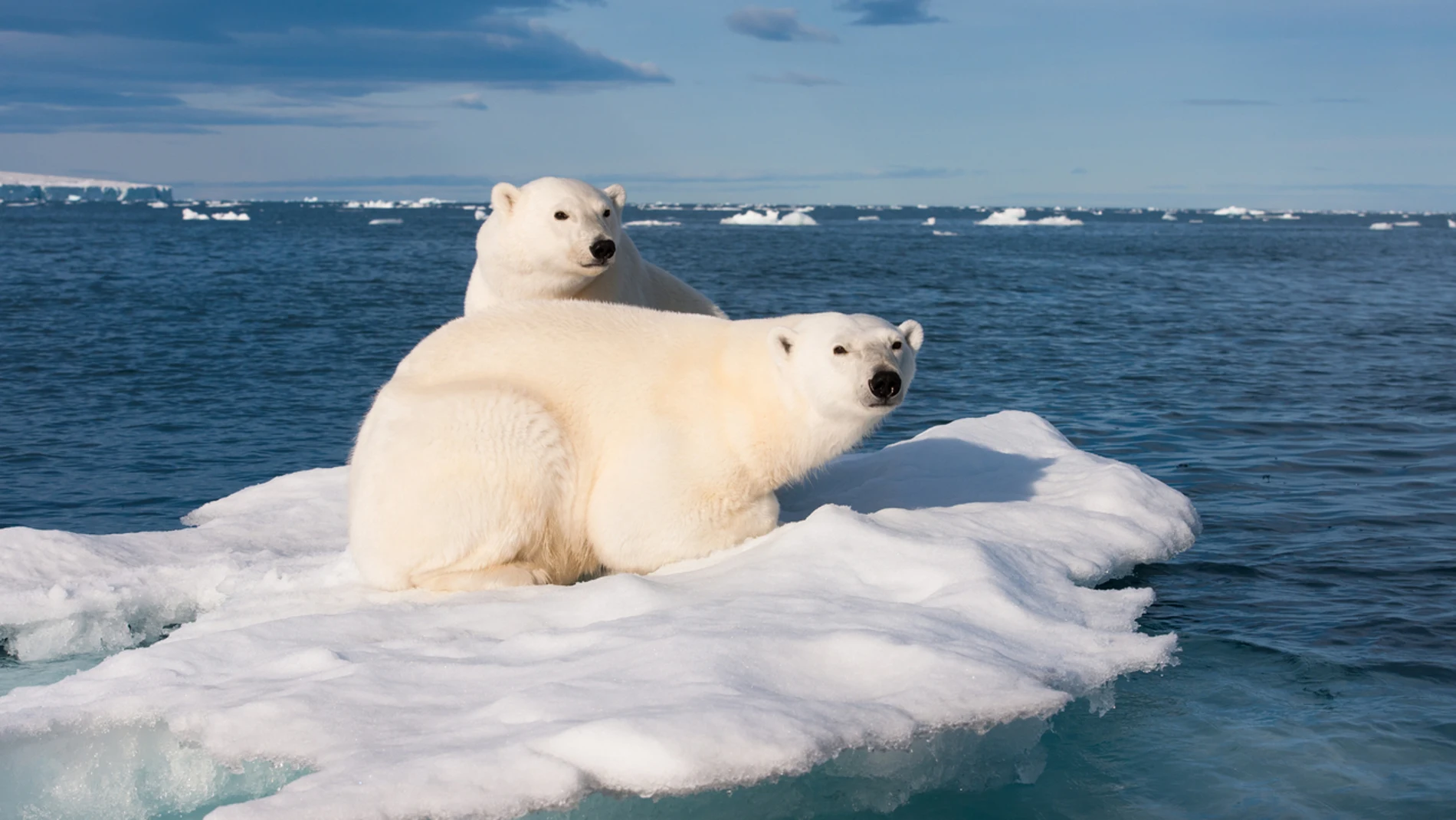 El oso polar ya está sufriendo el impacto medioambiental en su hábitat