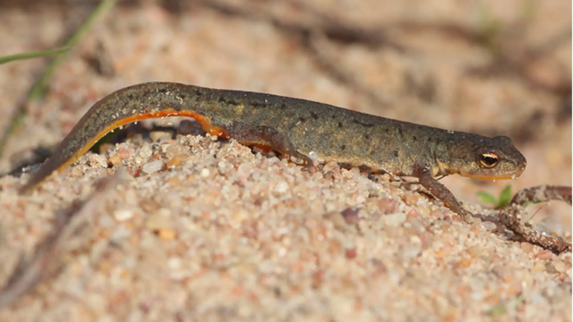 Descubren dos nuevas especies de anfibios en la peninsula iberica
