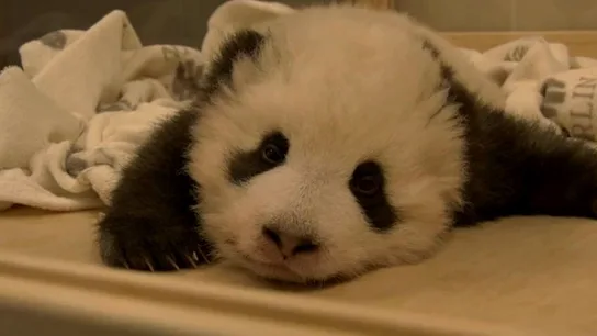 Bebé panda tratando dormir Bebé panda tratando dormir