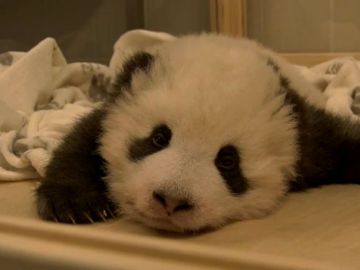Bebé panda tratando dormir Bebé panda tratando dormir