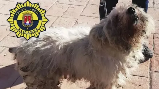36 perros mestizos estaban hacinados en una vivienda de 50 metros en Alicante 36 perros mestizos estaban hacinados en una vivienda de 50 metros en Alicante
