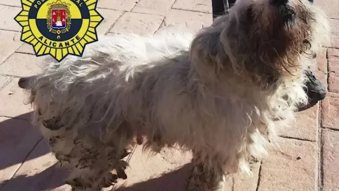 36 perros mestizos estaban hacinados en una vivienda de 50 metros en Alicante