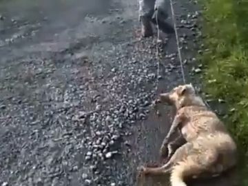 Un cazador arrastra a su perra moribunda Un cazador arrastra a su perra moribunda