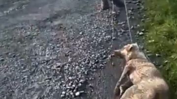 Un cazador arrastra a su perra moribunda