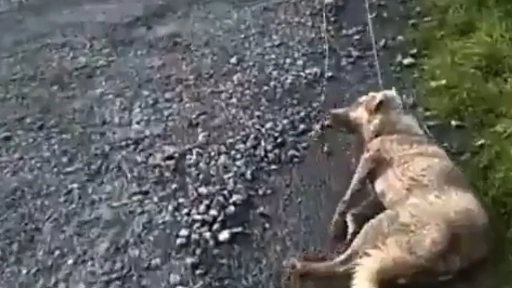 Un cazador arrastra a su perra moribunda