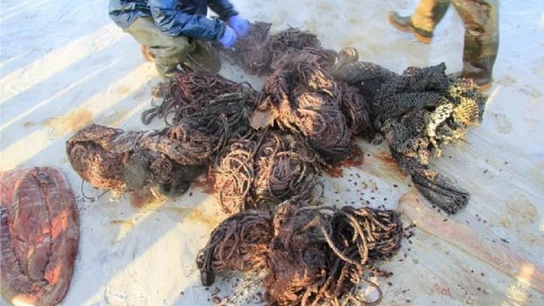 El animal contenía 100 kilos de basura en su estómago El animal contenía 100 kilos de basura en su estómago