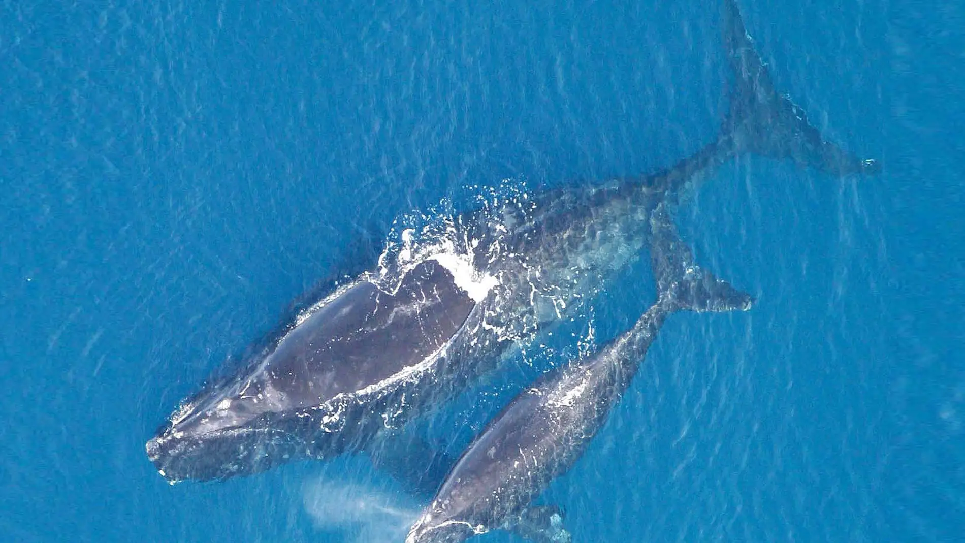 Inteligencia artificial para detectar y contar ballenas en el mar