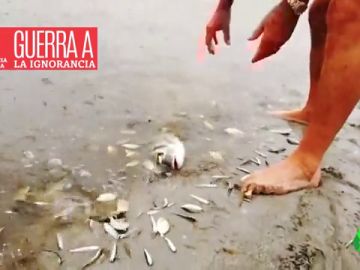 ignorancia ignorancia