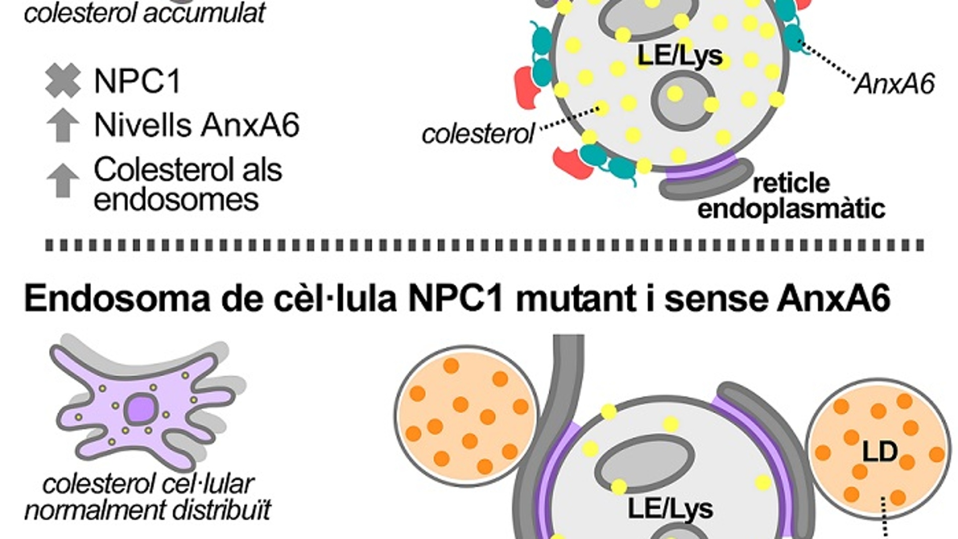 células con el gen NPC1 mutado