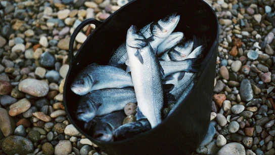 Lubinas en un barreño después de ser pescadas Emergencia climática