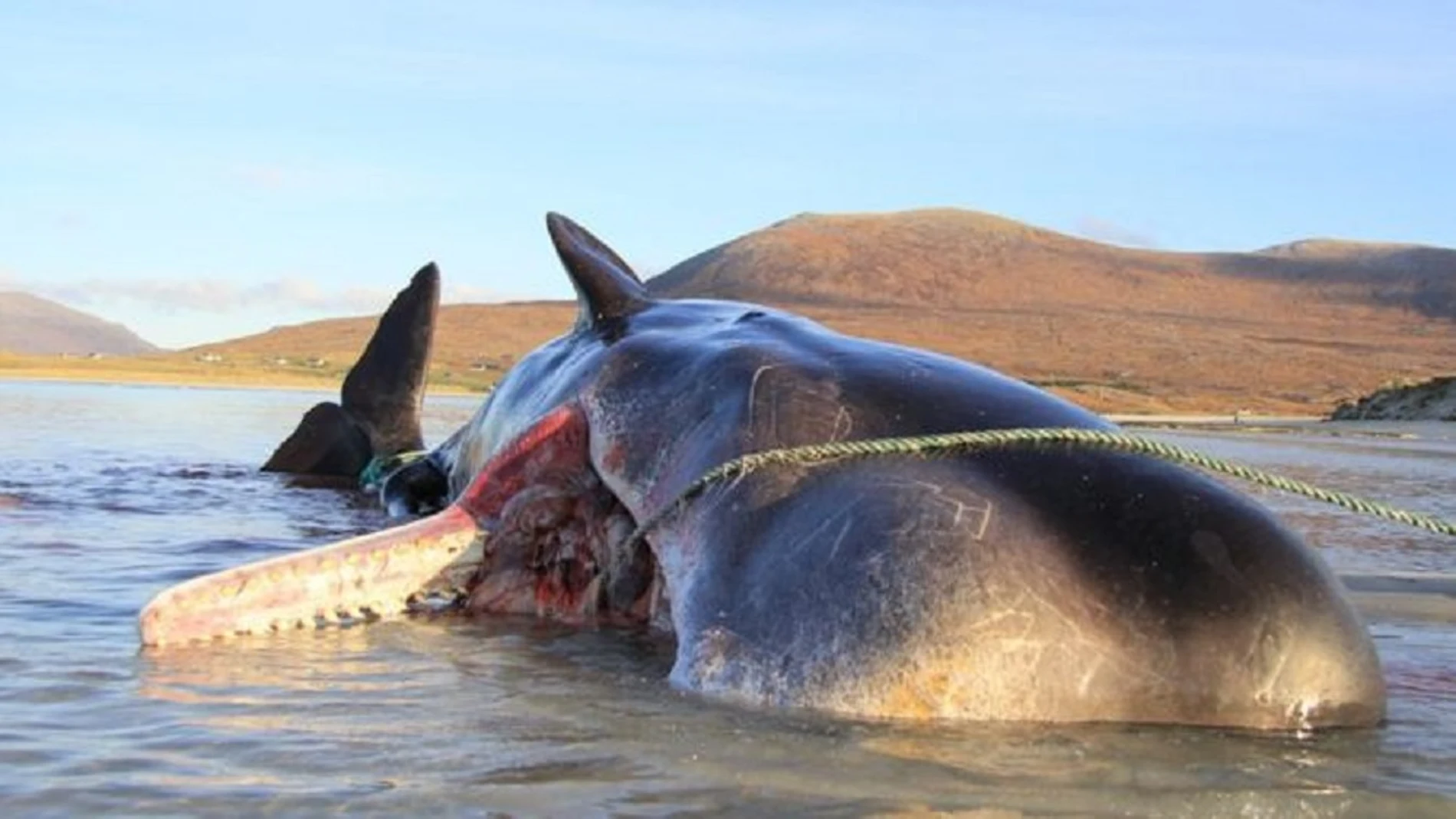 Encuentran un cachalote muerto con 100 kilos de basura en su estómago 