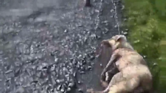Muere Alma, la perra que fue apaleada y disparada por un cazador en Lugo Muere Alma, la perra que fue apaleada y disparada por un cazador en Lugo