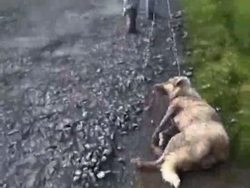 Muere Alma, la perra que fue apaleada y disparada por un cazador en Lugo Muere Alma, la perra que fue apaleada y disparada por un cazador en Lugo