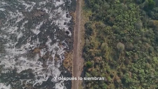 Así marca la soja el antes y el después del Gran Chaco, el segundo bosque más grande después del Amazonas: "Se están comiendo el bosque" Así marca la soja el antes y el después del Gran Chaco, el segundo bosque más grande después del Amazonas: "Se están comiendo el bosque"