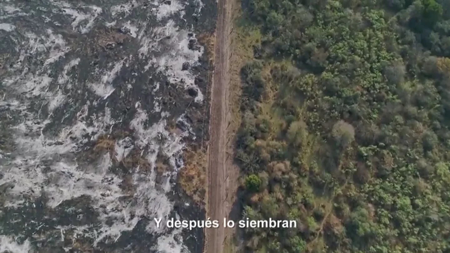 Así marca la soja el antes y el después del Gran Chaco, el segundo bosque más grande después del Amazonas: "Se están comiendo el bosque" Así marca la soja el antes y el después del Gran Chaco, el segundo bosque más grande después del Amazonas: "Se están comiendo el bosque"