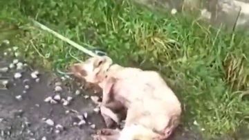 Muere Alma, la perra que fue apaleada y disparada por un cazador en Lugo